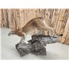 Image 11 : Mountain Lion Cougar Full Body Taxidermy Mount
