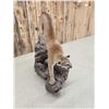 Image 12 : Mountain Lion Cougar Full Body Taxidermy Mount