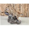 Image 13 : Mountain Lion Cougar Full Body Taxidermy Mount