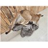 Image 14 : Mountain Lion Cougar Full Body Taxidermy Mount