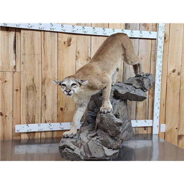 Mountain Lion Cougar Full Body Taxidermy Mount