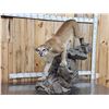 Image 1 : Mountain Lion Cougar Full Body Taxidermy Mount