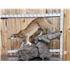 Image 2 : Mountain Lion Cougar Full Body Taxidermy Mount