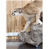 Image 4 : Mountain Lion Cougar Full Body Taxidermy Mount