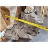 Image 6 : Mountain Lion Cougar Full Body Taxidermy Mount
