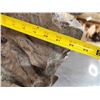 Image 7 : Mountain Lion Cougar Full Body Taxidermy Mount