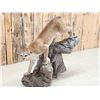 Image 9 : Mountain Lion Cougar Full Body Taxidermy Mount