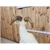Image 10 : Alaskan Dall Sheep Full Body Taxidermy Mount