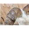 Image 11 : Alaskan Dall Sheep Full Body Taxidermy Mount