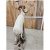 Image 12 : Alaskan Dall Sheep Full Body Taxidermy Mount