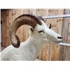 Image 13 : Alaskan Dall Sheep Full Body Taxidermy Mount