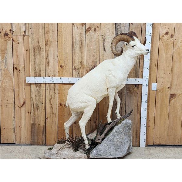 Alaskan Dall Sheep Full Body Taxidermy Mount