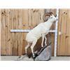 Image 1 : Alaskan Dall Sheep Full Body Taxidermy Mount