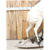 Image 2 : Alaskan Dall Sheep Full Body Taxidermy Mount