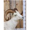 Image 3 : Alaskan Dall Sheep Full Body Taxidermy Mount