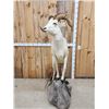 Image 4 : Alaskan Dall Sheep Full Body Taxidermy Mount