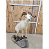 Image 5 : Alaskan Dall Sheep Full Body Taxidermy Mount