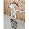 Image 6 : Alaskan Dall Sheep Full Body Taxidermy Mount
