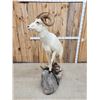 Image 7 : Alaskan Dall Sheep Full Body Taxidermy Mount