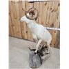 Image 8 : Alaskan Dall Sheep Full Body Taxidermy Mount