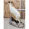Image 9 : Alaskan Dall Sheep Full Body Taxidermy Mount