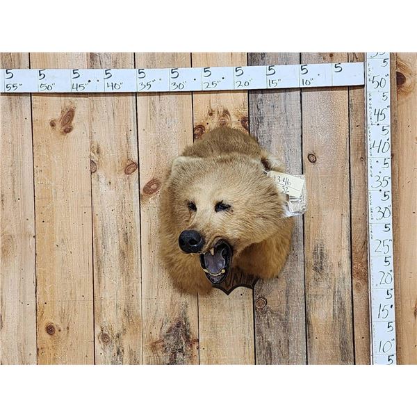 Alaskan Blonde Phase Grizzly Bear Shoulder Mount Taxidermy