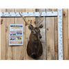 Image 1 : Nice Sika Deer Shoulder Mount Taxidermy