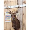 Image 2 : Nice Sika Deer Shoulder Mount Taxidermy