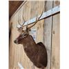Image 3 : Nice Sika Deer Shoulder Mount Taxidermy
