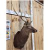 Image 4 : Nice Sika Deer Shoulder Mount Taxidermy