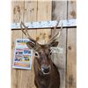 Image 5 : Nice Sika Deer Shoulder Mount Taxidermy