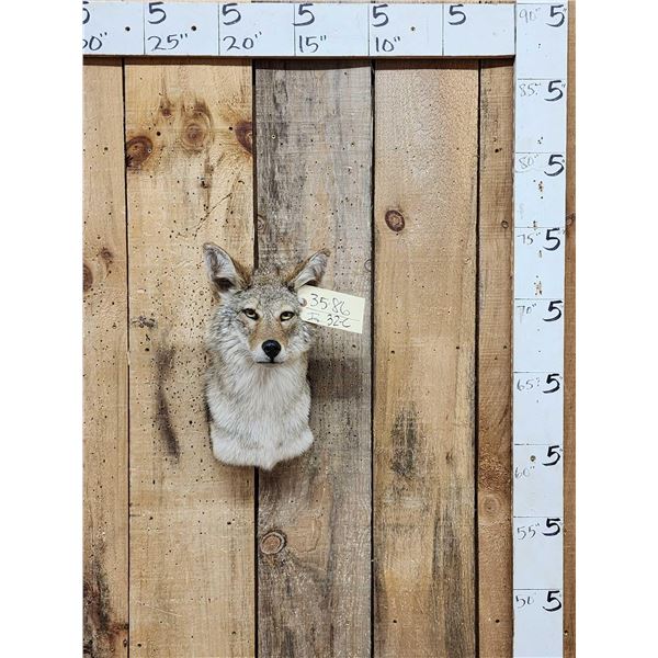 Coyote Shoulder Mount Taxidermy