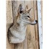 Image 2 : Coyote Shoulder Mount Taxidermy