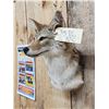 Image 3 : Coyote Shoulder Mount Taxidermy