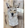 Image 4 : Coyote Shoulder Mount Taxidermy