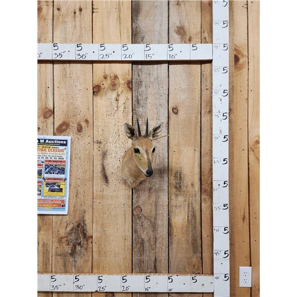 African Southern Bush Duiker Shoulder Mount Taxidermy