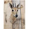 Image 2 : African Southern Bush Duiker Shoulder Mount Taxidermy