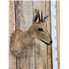 Image 3 : African Southern Bush Duiker Shoulder Mount Taxidermy