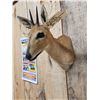 Image 4 : African Southern Bush Duiker Shoulder Mount Taxidermy