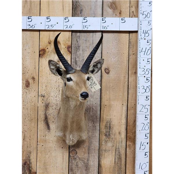 African Southern Reedbuck Shoulder Mount Taxidermy
