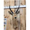 Image 2 : African Southern Reedbuck Shoulder Mount Taxidermy