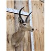 Image 3 : African Southern Reedbuck Shoulder Mount Taxidermy