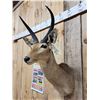 Image 4 : African Southern Reedbuck Shoulder Mount Taxidermy