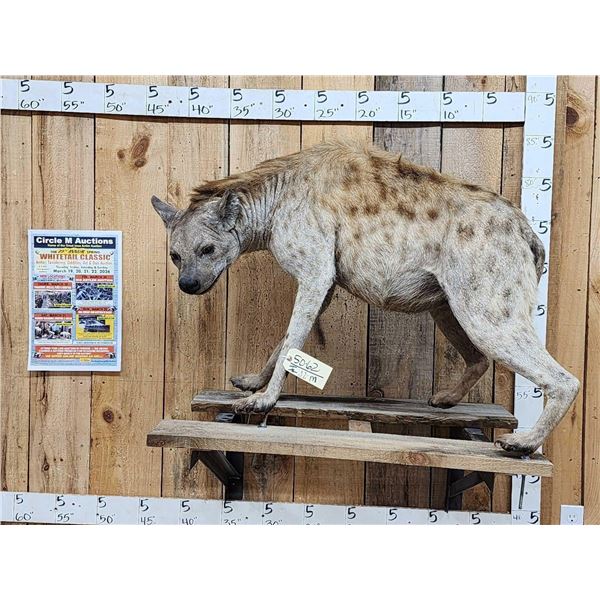 Awesome Spotted Hyena Full Body Taxidermy Mount