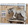 Image 1 : Awesome Spotted Hyena Full Body Taxidermy Mount