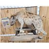Image 2 : Awesome Spotted Hyena Full Body Taxidermy Mount