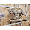 Image 3 : Awesome Spotted Hyena Full Body Taxidermy Mount
