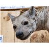 Image 4 : Awesome Spotted Hyena Full Body Taxidermy Mount