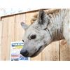 Image 5 : Awesome Spotted Hyena Full Body Taxidermy Mount