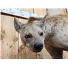 Image 6 : Awesome Spotted Hyena Full Body Taxidermy Mount